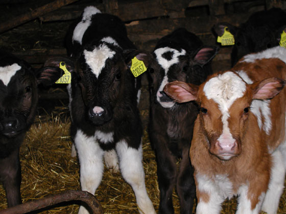 Kalv nr. 01057 & co. Babygårdene holder de små kalve adskilt i små flokke. Dermed er det nemmere at give dem mælk. De følges ad i samme flok, når de senere kommer ud på græs. 